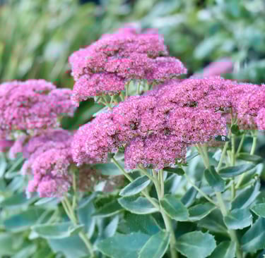 Sedum