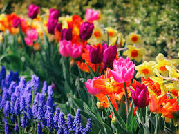 Floral Blossoming Flowers