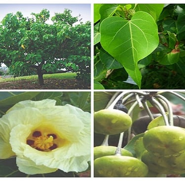 Thespesia populnea, also known as the portia tree, Pacific rosewood, Indian tulip tree or Gulbhedi