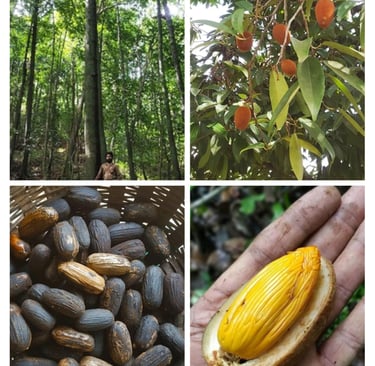 GALLNUTS or Mayphal or Majuphal is eccentric fruit typically found in and around only Sahyadri Mount
