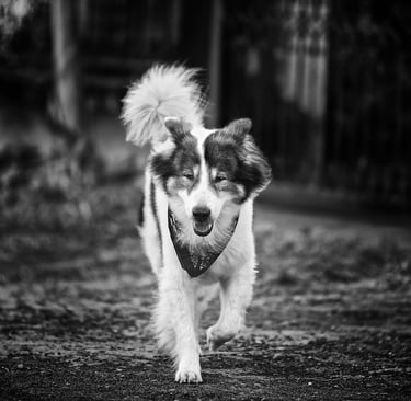 Thai Bangkeow breed of dog "Sumo". R.I.P.