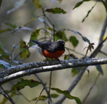 A Slate-collared Redstart bird perched on a branch at Montetik Nature Reserve, San Cristobal,