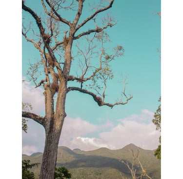 View of the El Ocote jungle mountain-sides under a turquoise blue sky on a Chiapas Birding adventure