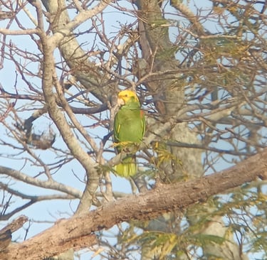 A Yellow-headed Amazon in the Northern Swamps of Chiapas sits perched in a dry leafless tree