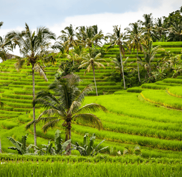 ryžių terasos Bali
