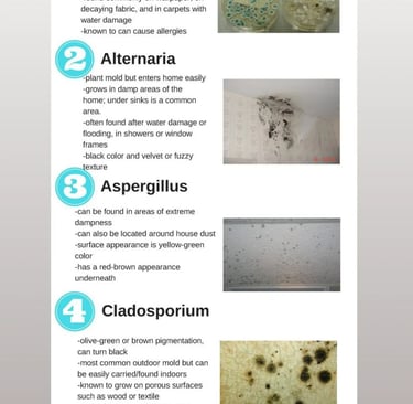 mold mold mold mold mold mold mold mold mold mold mold mold mold mold mold mold