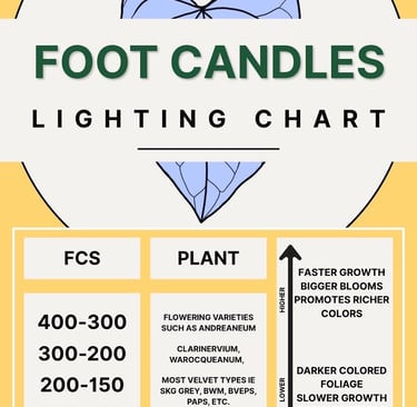 A lighting chart showing recommended foot-candle ranges for different types of anthurium, from low light for velvety leaves t
