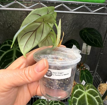 Silver Dragon alocasia in a self watering pot