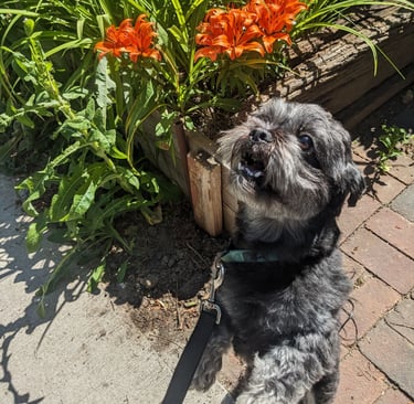 riverdale dog walk on leash