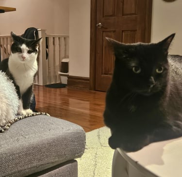 cat visit in leslieville - two cats