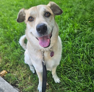 private dog walk on leash in leslieville