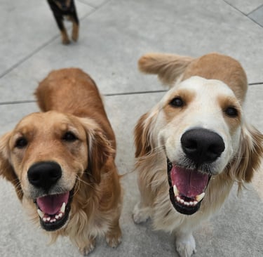 Dog Sitting in Leslieville, Toronto