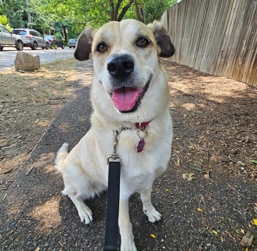 Dog Walking in Lesliville