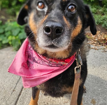 dog walk on leash in riverdale