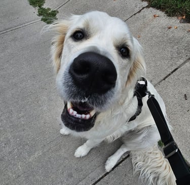 dog walk on leash in leslieville