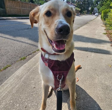 private dog walk on leash in east end toronto - east danforth - greenwood - coxwell