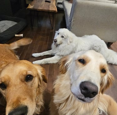 pet sitting for three dogs in leslieville 