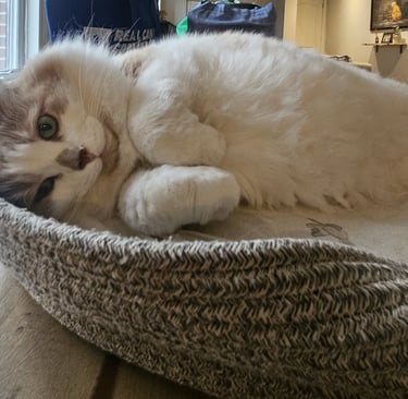 cat visit in leslievlle