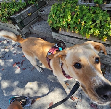 East Toronto, Dog Walking, East End Danforth