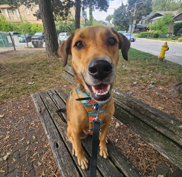 private dog walk in leslieville - on leash