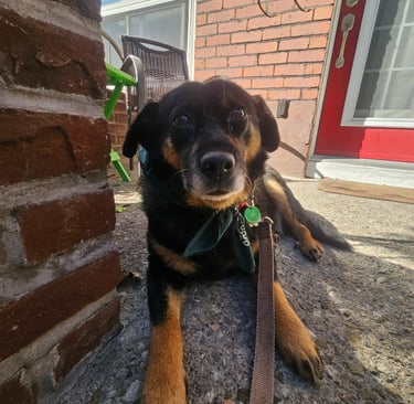 Pet Sitting in Riverdale