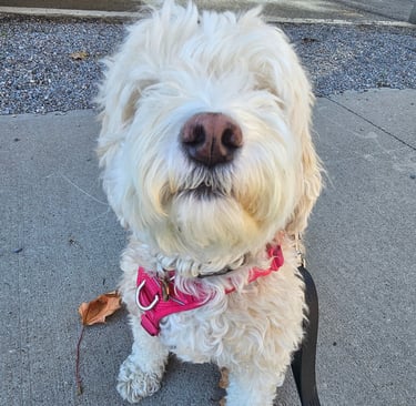 Dog walker for Riverside area