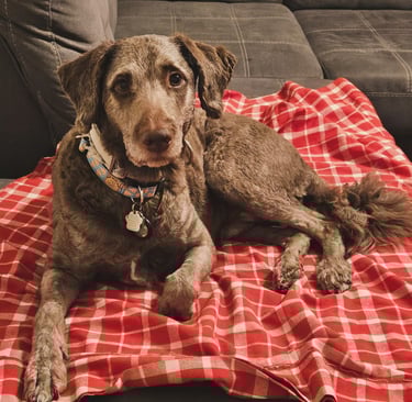 private boarding in riverdale/leslieville 