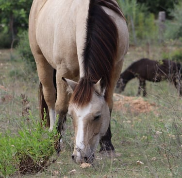 Mensch und Pferd finden Balance unter der Sonne Mallorcas