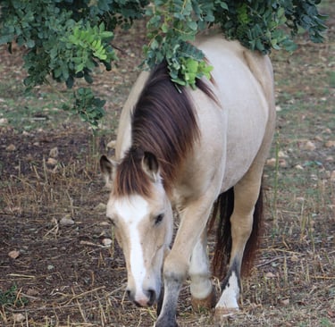 Pferd in der Natur Mallorcas