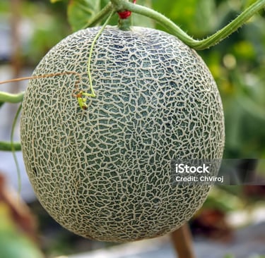 Buah Rock Melon yang ditanam cocopeat 