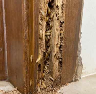 Udhai insect