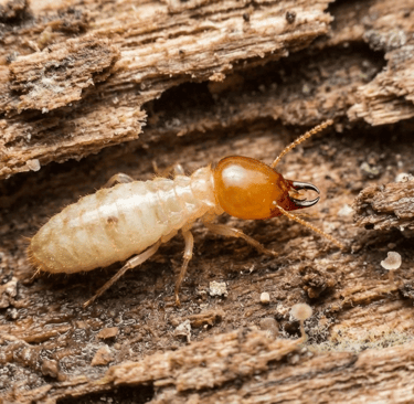 Anti Termite Treatment near me