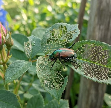 Garden Pest Control in Ahmedabad