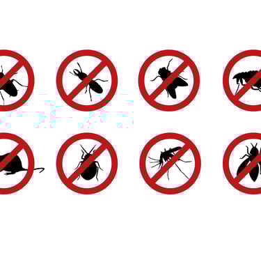 pest control close to me