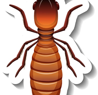 Best Termite Treatment & Pest Control Services in Ahmedabad