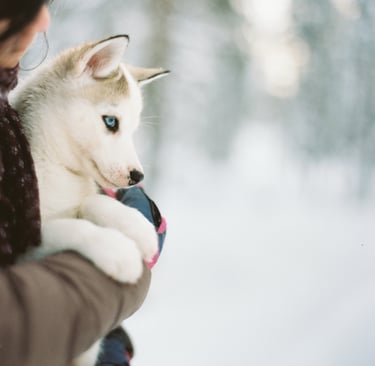 a woman holding a husky