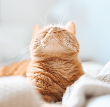 a cat laying on a blanket on a bed