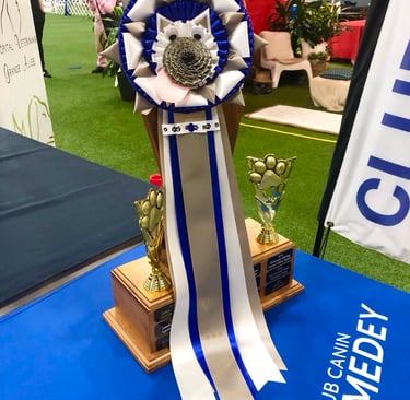 Face de chien, parfait pour le champion de la catégorie, jeunes manieurs!