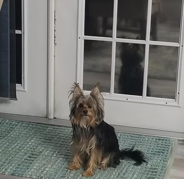 a dog sitting on a rug in front of a door waiting to go outside to use bathroom