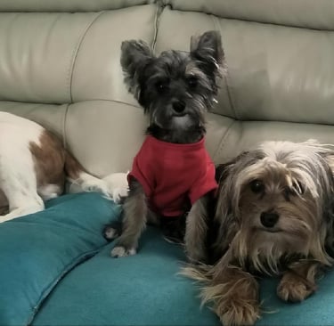 three dogs are sitting on a couch with their owners
