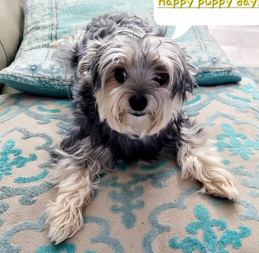 a dog sitting on a couch with a happy puppy