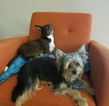 two dogs sitting on a couch with pillows
