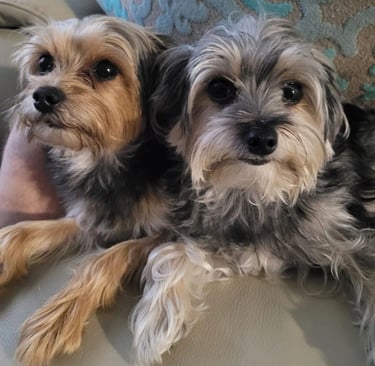 two dogs sitting on a couch with their owners feet on the couch