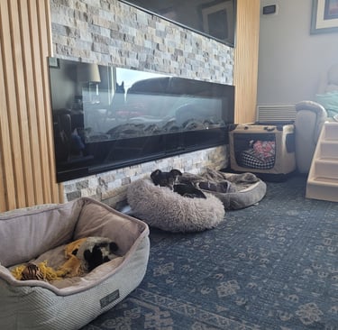 Dogs laying in cozy beds