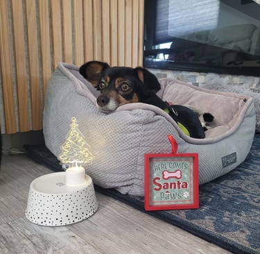 Dog laying in bed during an overnight stay