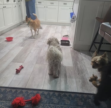 Dogs playing during daycare