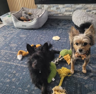 Two dogs playing during daycare