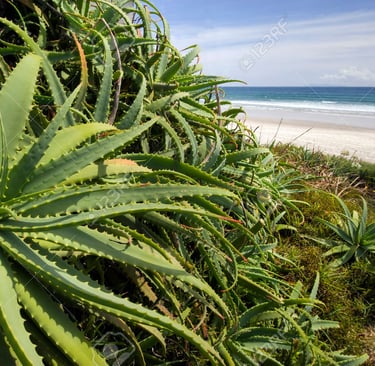 plante aloé Véra sauvage