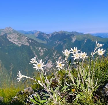 Fleur d'edelweiss sur une montagne dans les alpes