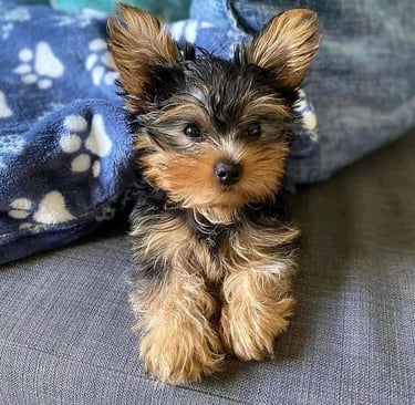 Yorkie Puppies with Delivery